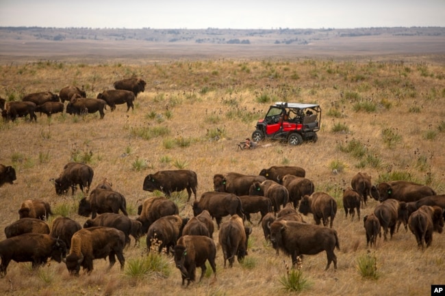 T.J. Heinert, assistant range manager of Wolakota Buffalo Range, takes aim to shoot a buffalo at the range near Spring Creek, S.D. on Friday, Oct. 14, 2022. (AP Photo/Toby Brusseau)